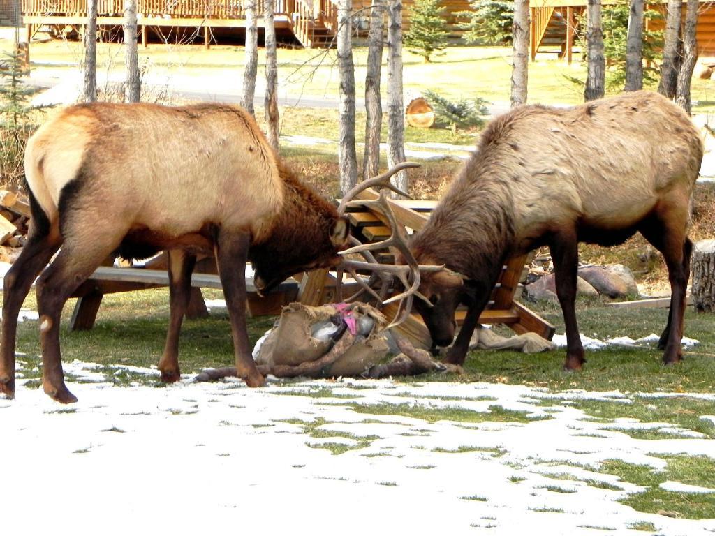 Riverview Pines Villa Estes Park Esterno foto