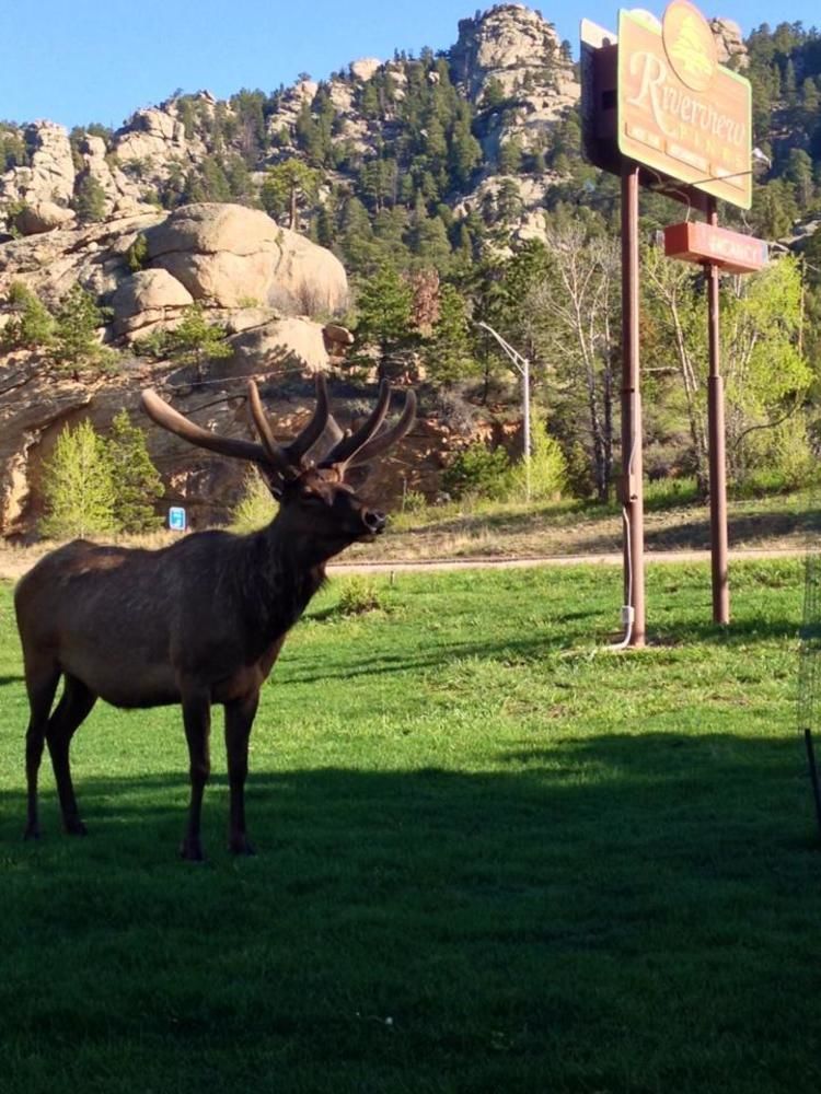 Riverview Pines Villa Estes Park Esterno foto